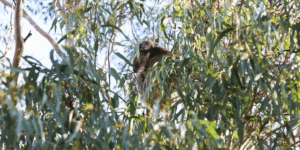 Exploring the Beauty of Australian Native Plants