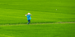 A Strain in the Global Rice Market