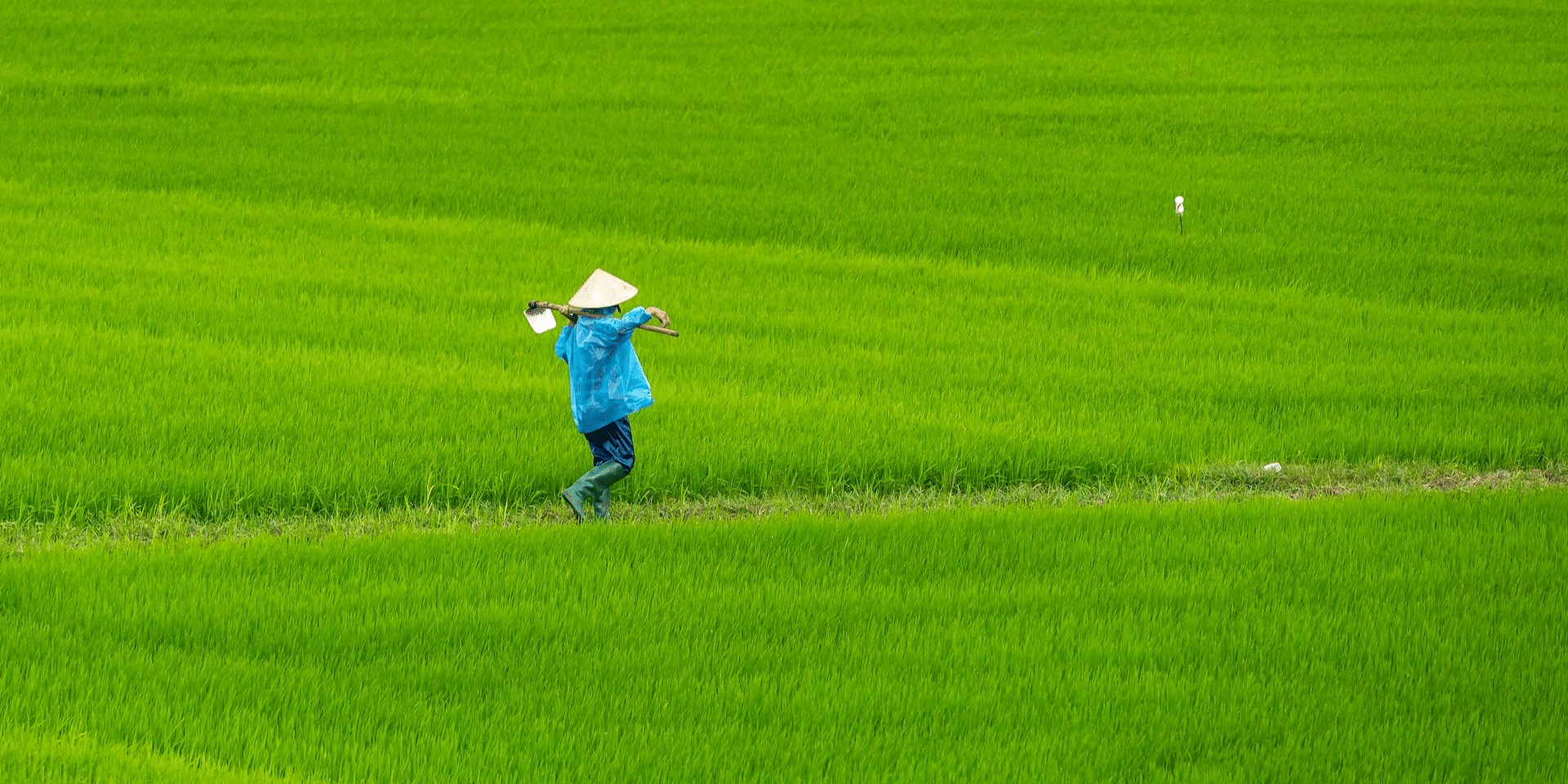 A Strain in the Global Rice Market