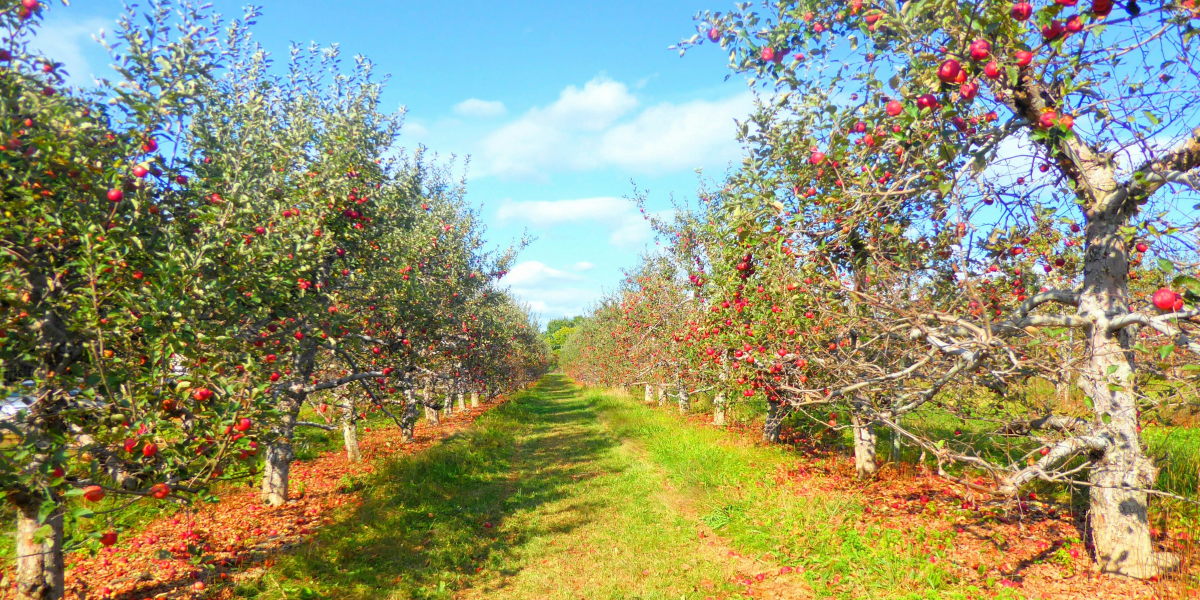 Looking After Fruit Trees in Australia: Tips and Tricks