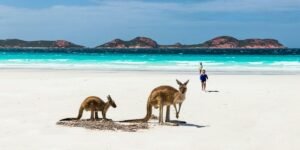 Strategies for Sustainable Kangaroo Population Management