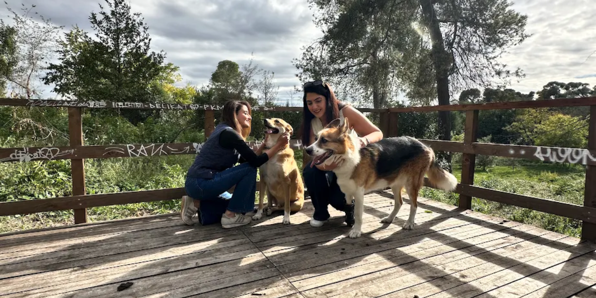 Leash Again: Bridging the Gap Between Dog Owners, Trainers, and Technology
