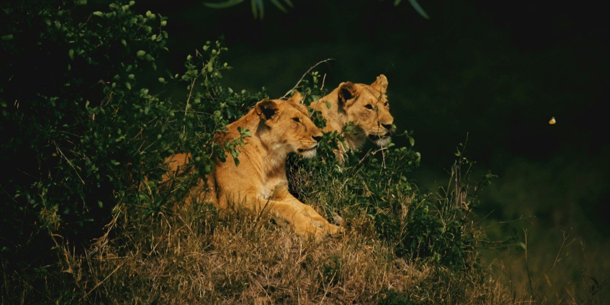 A Night in the Wild: A Tanzania Safari Experience with African Scenic Safaris