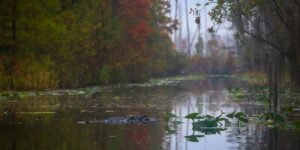 Okefenokee National Wildlife Refuge Joins UNESCO World Heritage List, Along With Mount Olympus and D-Day Beaches