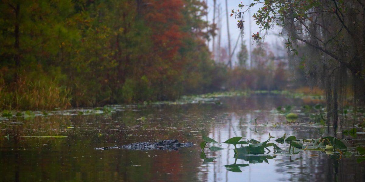 Okefenokee National Wildlife Refuge Joins UNESCO World Heritage List, Along With Mount Olympus and D-Day Beaches