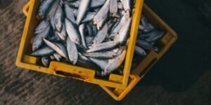 Global Sardine Supply Falls as Morocco Landings Drop 46% and Rising Fuel Costs Squeeze Fishing Fleets
