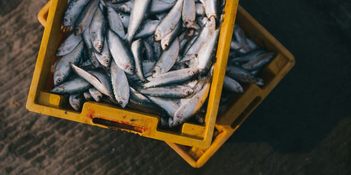 Global Sardine Supply Falls as Morocco Landings Drop 46% and Rising Fuel Costs Squeeze Fishing Fleets