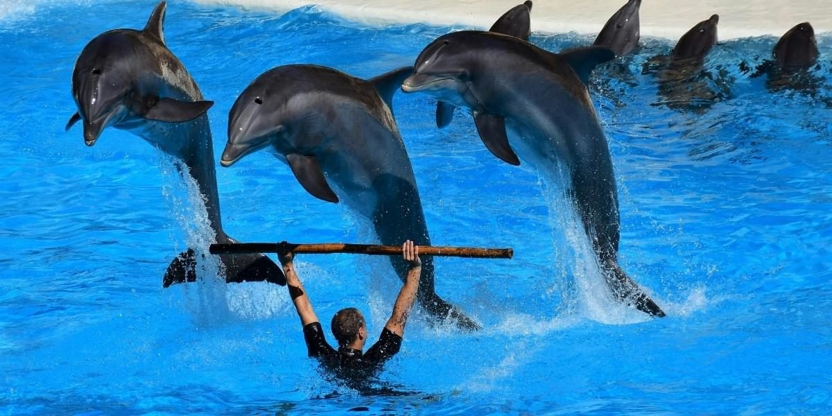 Experience Live Aquarium Shows: From Dolphin Acts to Feeding Frenzies