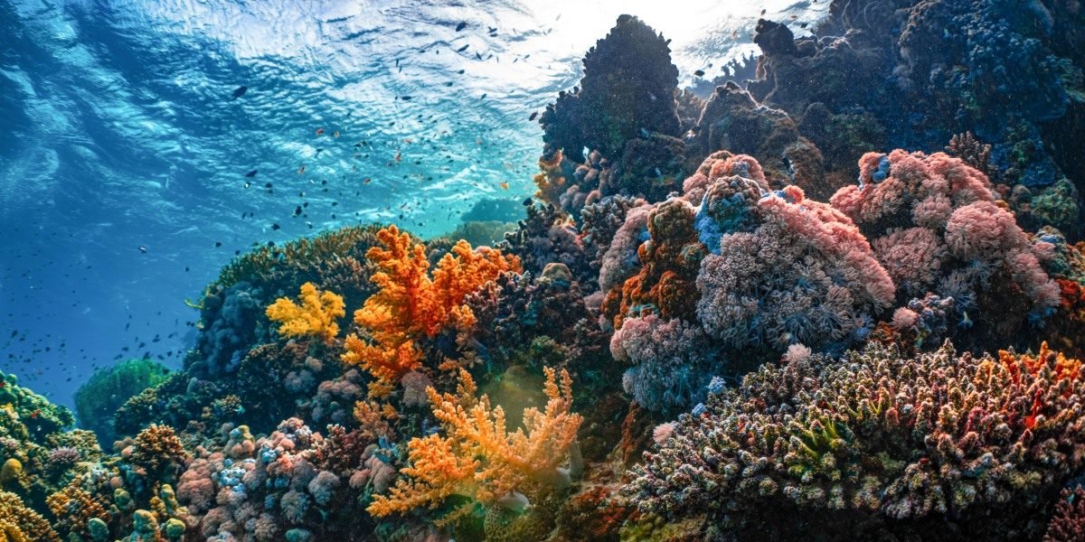 Our Ocean Conference 2026 $6.4B in Pledges From Mombasa